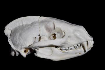 Meles meles gunshot wound © Norbert