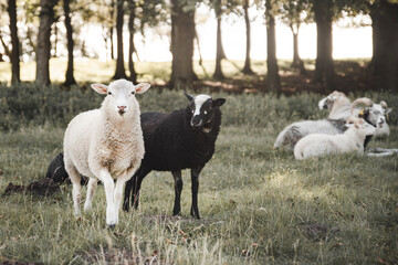 Obraz premium Dänemark Norresundby Wikinger Museum Lindholm Hoje
