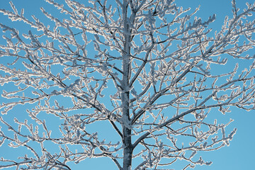 Winter time in the cultural landscape of Toten, Norway, in January. Image shot in the area between Kolbu Church and Gardlausstua.