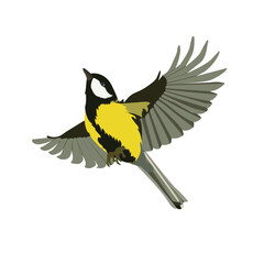 Vector illustration of a feathered titmouse character.