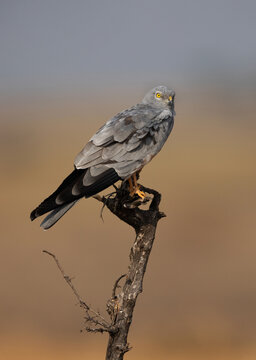 Montagu's harrier perched on dry tree turnk at Bhigwan bird sanctuary, Maharashtra
