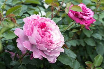 Beautiful rose in the park.