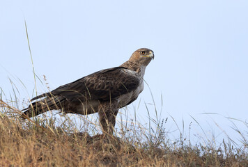 Portrait of a Bonelli's eagle perched on a mound at Bhigwan bird sanctuary, Maharashtra, India