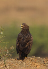 Steppe eagle perched on a mound at Bhigwan bird sanctuary, Maharashtra, India