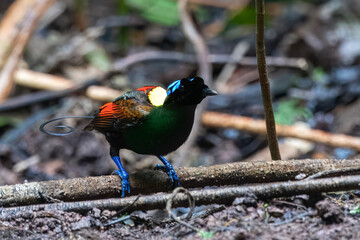 Wilson's bird-of-paradise or Diphyllodes respublica seen in Waigeo in West Papua
