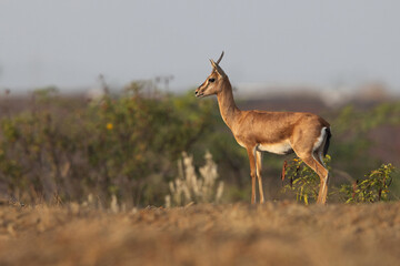 Chinkara in its habitat at Bhigwan grassland, India