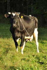 Krowa na łące, pastwisko, zielono, lato, trawa © Ornela