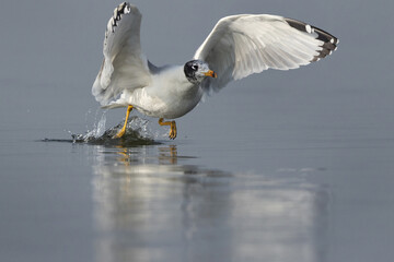 Great black-headed gull takeoff at Bhigwan bird sanctuary, India