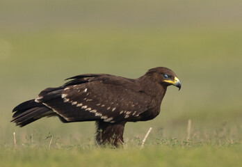 Greater spotted eagle with closed nictitating eyelid at Bhigwan bird sanctuary, Maharashtra