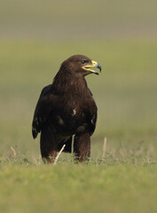 Closeup of a Greater spotted eagle percehd on ground at Bhigwan bird sanctuary, Maharashtra