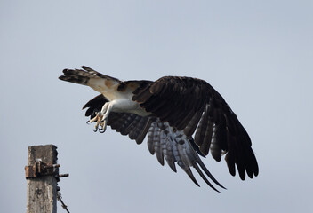 Osprey takeoff at Bhigwan bird sanctuary, Maharashtra
