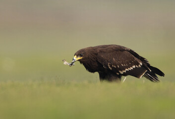 Greater spotted eagle eating fish percehd on ground at Bhigwan bird sanctuary, Maharashtra