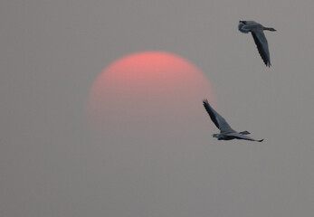 Bar-headed goose flying during sunset at Bhigwan bird sanctuary, India - obrazy, fototapety, plakaty