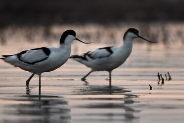 Fototapeta premium A pair of Pied avocet in th evening hours at Bhigwan bird sanctuary Maharashtra