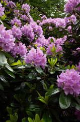 Kwitnący rododendron, krzew, ogród, park, wiosna - obrazy, fototapety, plakaty