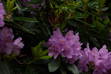 Kwitnący rododendron, krzew, ogród, park, wiosna