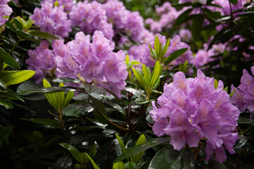Kwitnący rododendron, krzew, ogród, park, wiosna - obrazy, fototapety, plakaty