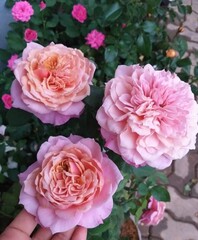 A bouquet of pink roses with an orange heart. Miyabi variety.