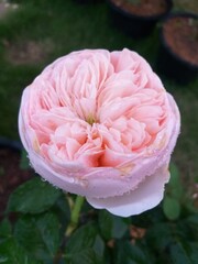 Juliet rose with rain drops on a rainy day