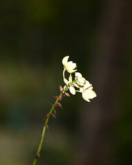 close up of a blooming white orchid flower with dark background 