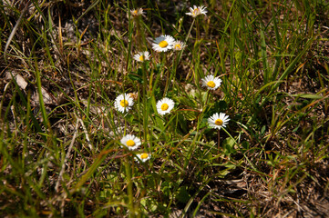 Stokrotki na łące, kwiaty w trawie © Ornela