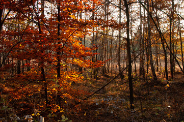 Polski krajobraz, jesień drzewa, park, las, góry