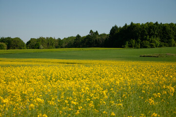 Polski krajobraz, pola uprawne, rzepak, lato, wiosna, zbiory, kwitnący rzepak