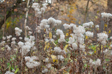 Polski krajobraz, jesień drzewa, park, las, góry