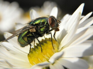 Beautifully captured fly in detail. Photographed in nature.