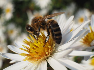 Bee during summer pollination, Czech Republic.