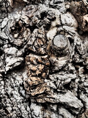 Old tree bark in detail.