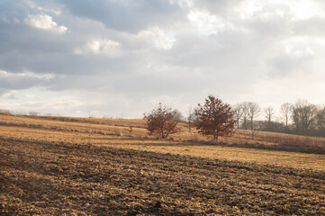 Polski krajobraz zimowy, jesienny, pola, drzewa, barwy ziemi, słoneczny dzień