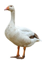 goose, isolated white background