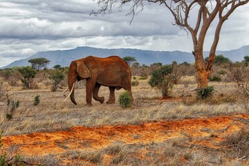 Elephant in Tsavo East National Park, Kenya.