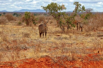 Antelope in Tsavo East National Park, Kenya.