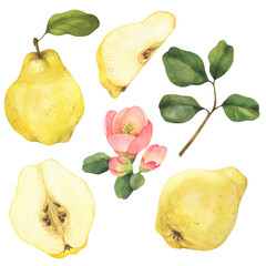 Ripe yellow quince fruits with green leaves and flowers set. Hand drawn watercolor illustration,...