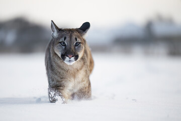 animal, autumn, background, behavior, big, carnivore, cat, close, closeup, cold, concolor, cougar, cougars, cute, dangerous, face, family, fauna, feline, felis, forest, furry, head, hunt, hunter, land