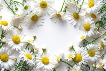 White Background With An Abundance Of Space, Framed By Daisies