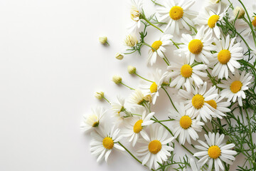 Frame Of Daisies On White Background, Lots Of Space Inside