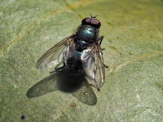 Beautifully captured fly in detail. Photographed in nature.