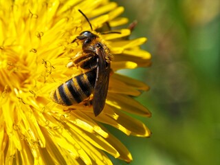 Bee during summer pollination, Czech Republic.
