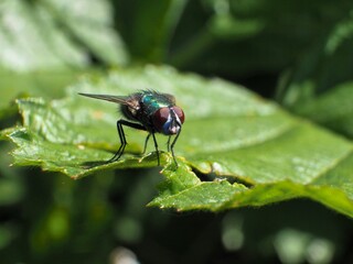 Beautifully captured fly in detail. Photographed in nature.