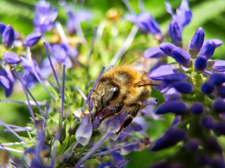 Bee during summer pollination, Czech Republic.