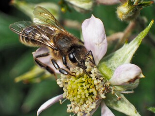 Bee during summer pollination, Czech Republic.