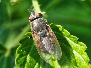 Beautifully captured fly in detail. Photographed in nature.