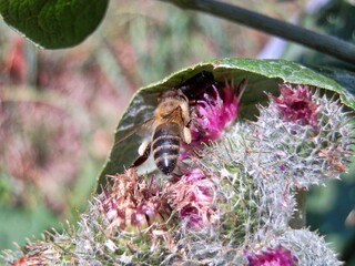 Bee during summer pollination, Czech Republic.