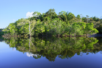 Trees reflecting in the Amana River, an Amazon tributary, Amazonas state, Brazil