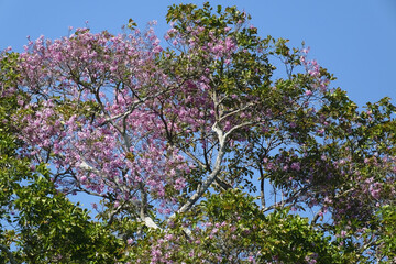 Tropical Rainforest pink flowering tree, Amazonas state, Brazil
