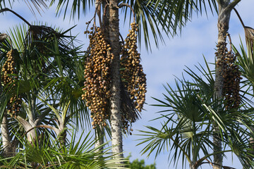 Fruits of the Mauritia flexuosa palm tree known as the moriche palm, Para state, Brazil