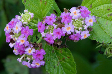 Purple lantana flower, Amazonian rainforest, Amazonas state, Brazil